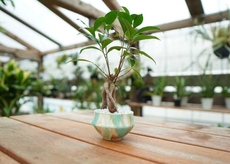 ガジュマル No.2 | mana's farm:塊根植物・アガベ・ドライガーデン植物