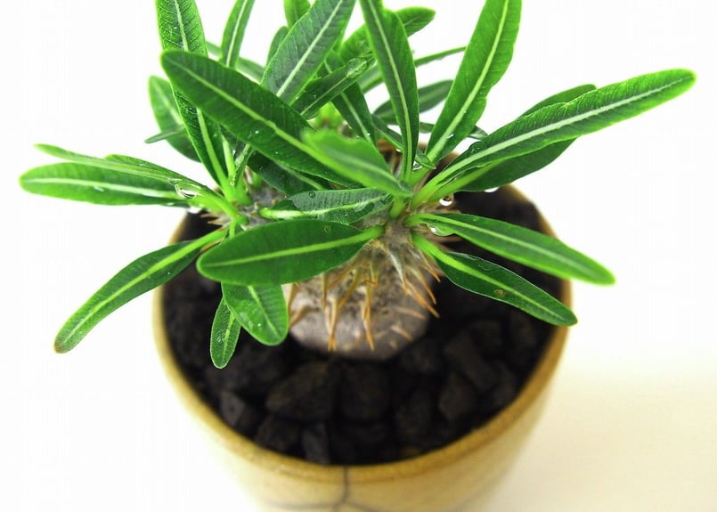 パキポディウム グラキリス Pachypodium Gracilius | mana's f