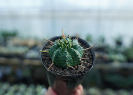 ユーフォルビア　バリダ　Euphorbia valida　No.1