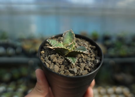 アガベ オテロイ オアハカ agave oteroi oaxaca
