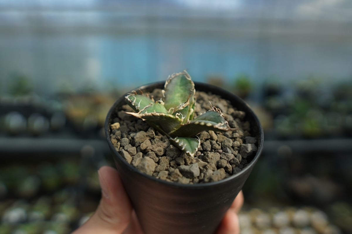 アガベ オテロイ オアハカ agave oteroi oaxaca | mana's farm