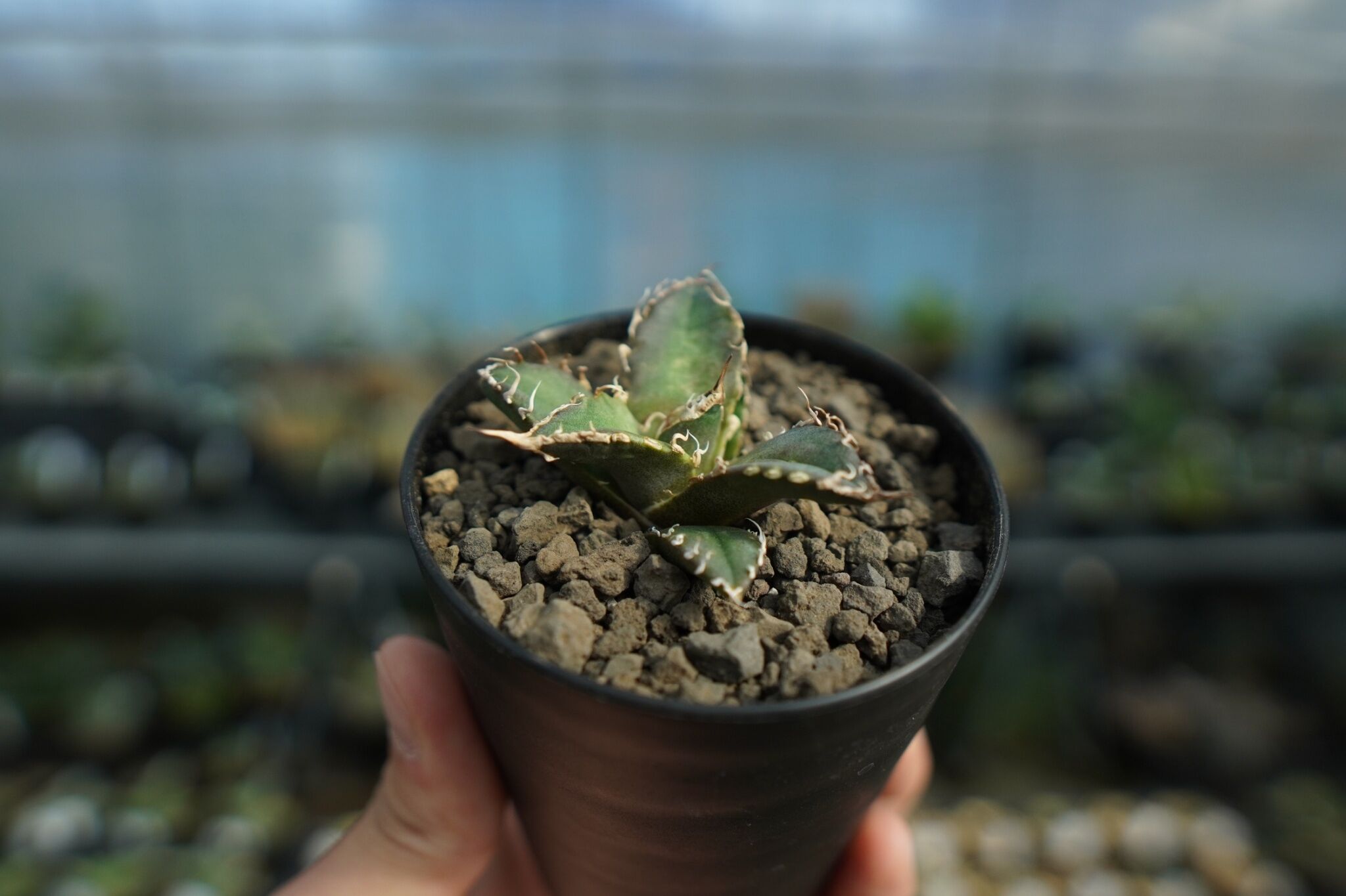 アガベ オテロイ オアハカ agave oteroi oaxaca | mana's farm