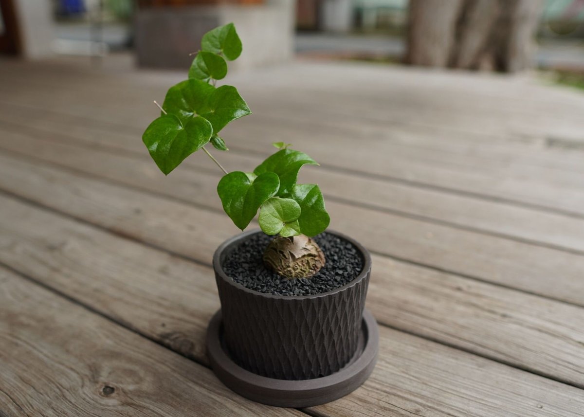 亀甲竜 ”塊根植物スターターセット” NO.3 | mana's farm:塊根植物