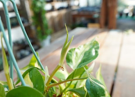 フィロデンドロン　クリームスプラッシュ　Philodendron cream splash