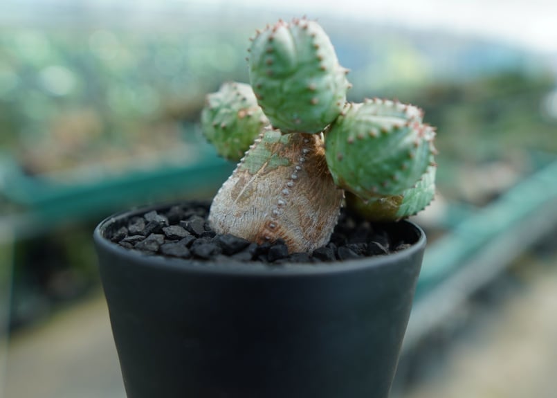 ユーフォルビア オベサブロー Euphorbia ObesaBlow | mana's far