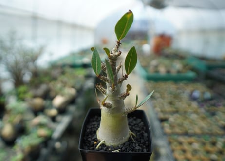 アデニウム　Adenium　No.3