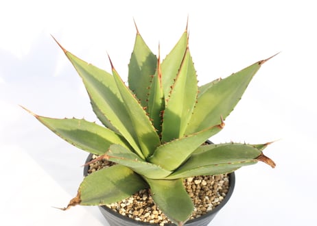 Agave shawii アガベシャウイー