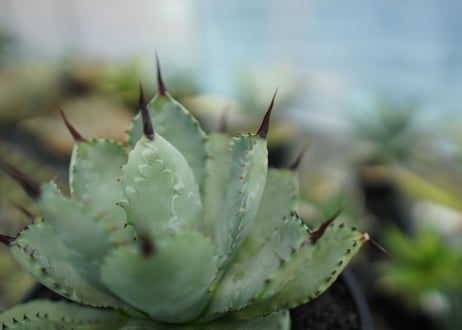 アガベ　マクロアカンサ×ポタトラム　 Agave macroacantha×potatorum  No.2