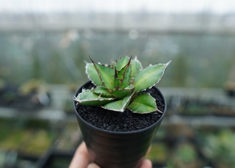 アガベ　チタノタ×ケルチョベイ　Agave titanota x kerchovei