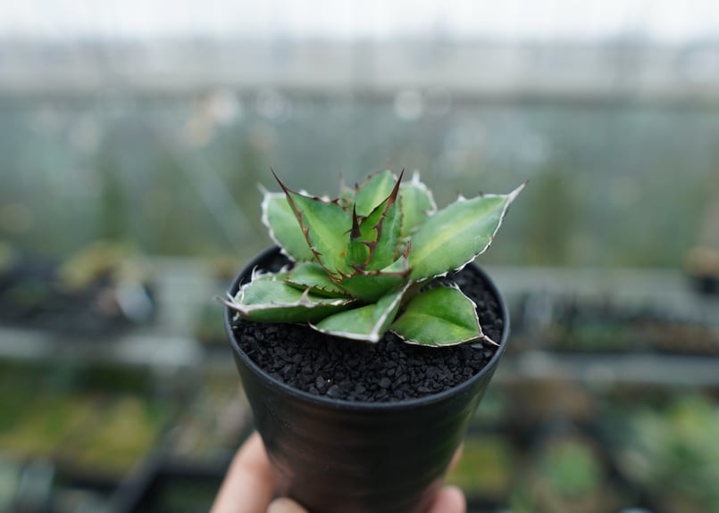 アガベ チタノタ×ケルチョベイ Agave titanota x kerchovei | ma