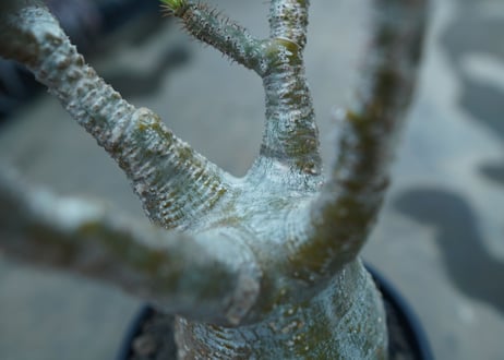 パキポディウム　グラキリス　 Pachypodium Gracilius
