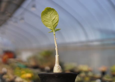 フォッケア　マルチフローラ　Fockea multiflora