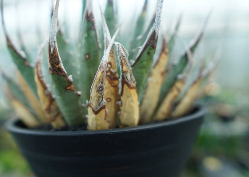 アガベ ユタエンシス Agave uthaensis No.4 | mana's farm:塊