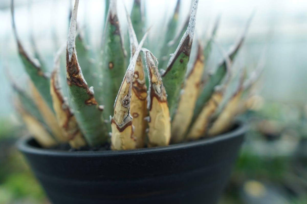 アガベ ユタエンシス Agave uthaensis No.4 | mana's farm:塊