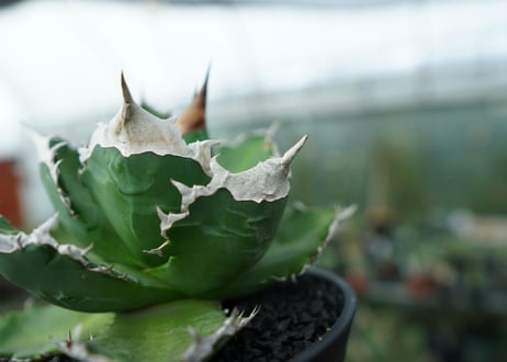 アガベ　チタノタ　白火焔　agave titanota white fire