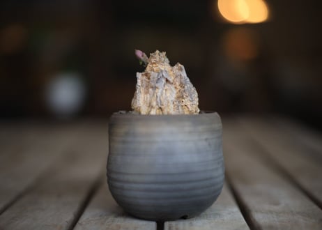 ゴノロブス　 シクロフィラ　Gonolobus cyclophylla