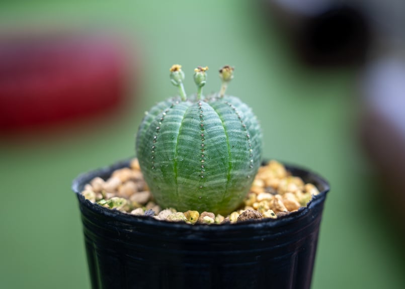 オベサ | mana's farm:塊根植物・アガベ・ドライガーデン植物販売|マナ