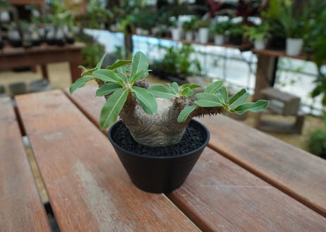 パキポディウム マカイエンセ　Pachypodium makayense　No.5
