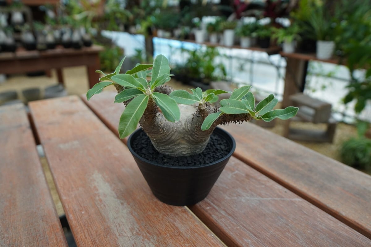 パキポディウム マカイエンセ Pachypodium makayense No.5 | man
