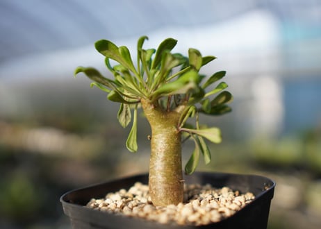 オトンナ　 ユーフォルビオイデス　【１】
