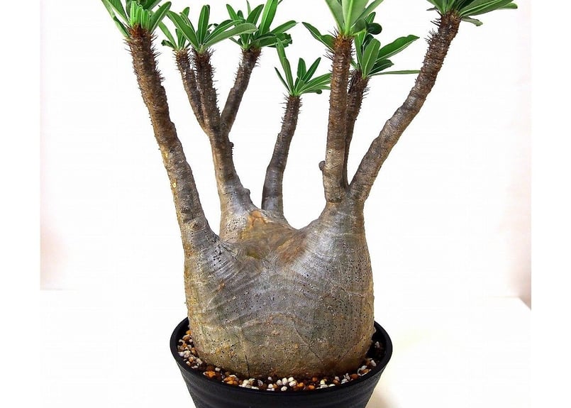 Pachypodium Gracilius パキポディウム グラキリス №6 | mana