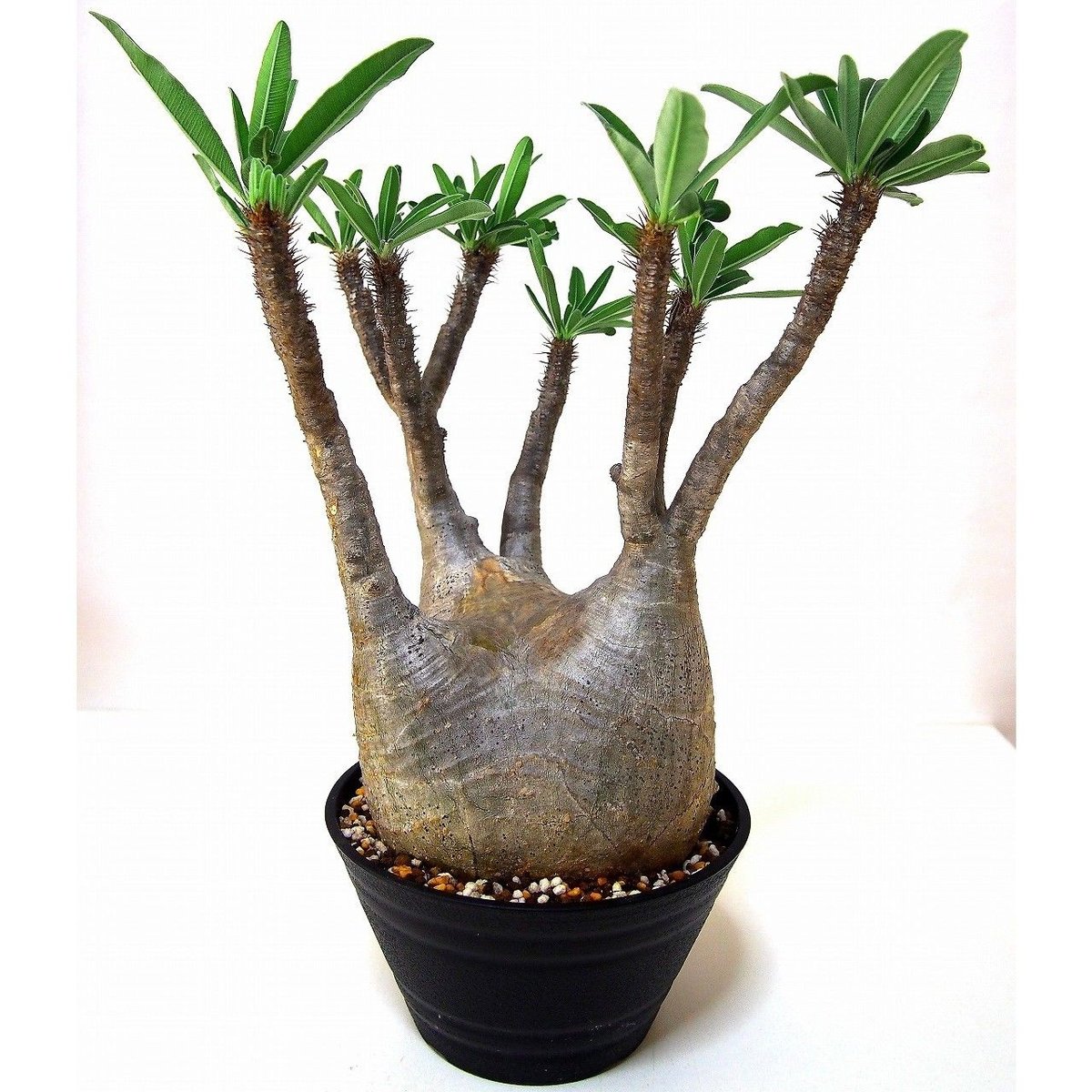 Pachypodium Gracilius パキポディウム グラキリス №6 | mana