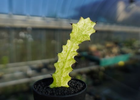 ユーフォルビア　イエローゴースト　Euphorbia lactea Yellow Ghost