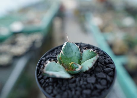 アガベ　チタノタ　 ブラックアンドブルー 　Agave titanota black and blue　No.5