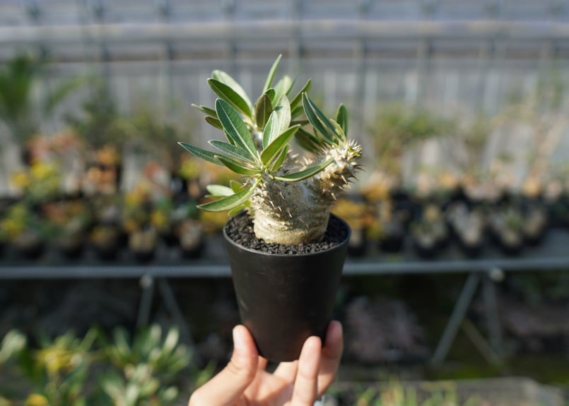パキポディウム 伊藤ハイブリッド Pachypodium 'Itoh Hybrid' | ma