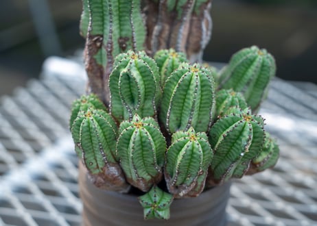 ユーフォルビア　アノプリア　Euphorbia anoplia