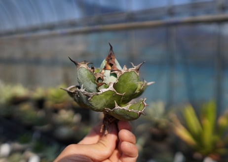 agave　titanota　ブラックアンドブルー　No.6