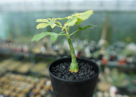 アデニア　グラウカ　Adenia Glauca　No.2