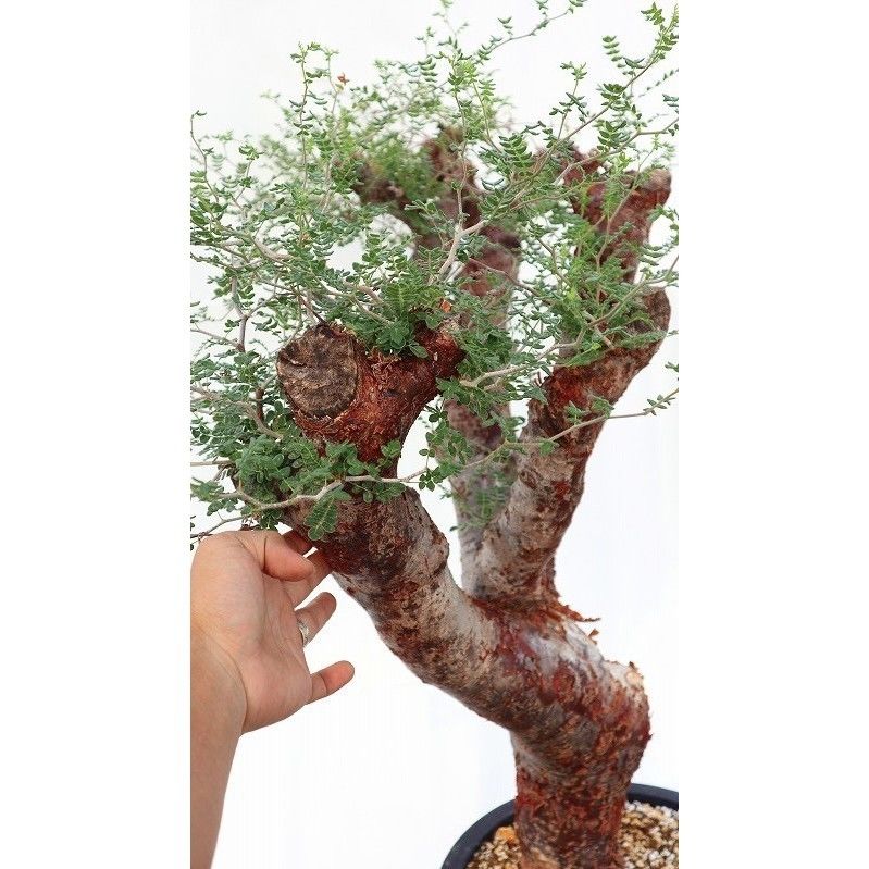 コミフォラ モンストローサ | mana's farm:塊根植物・アガベ