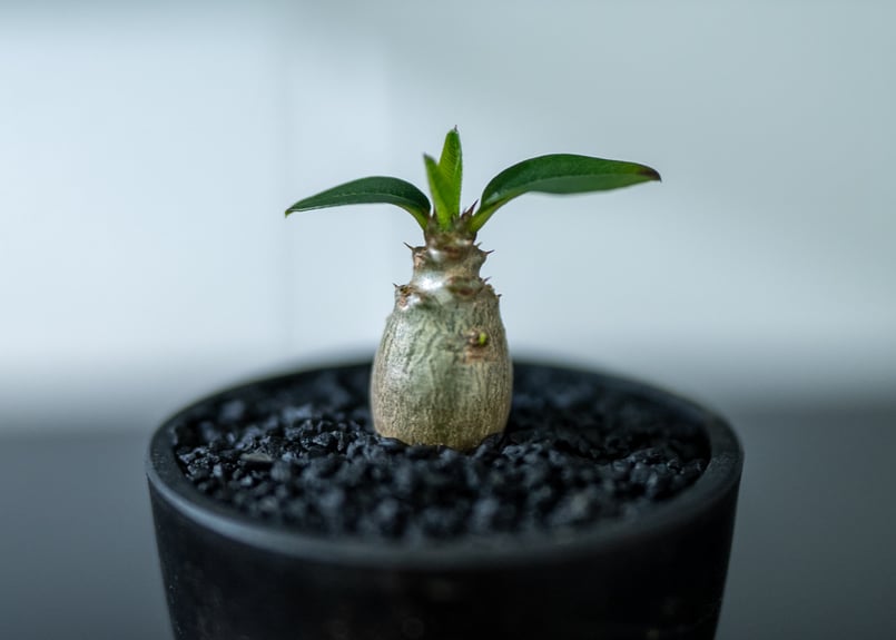 パキポディウム ウィンゾリー 沖縄実生 | mana's green:塊根植物 パキポディウム ウィンゾリー 沖縄実生 | mana's green:塊根植物