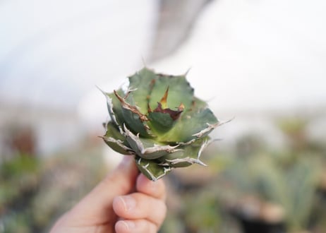 agave titanota  FO-76　No.2
