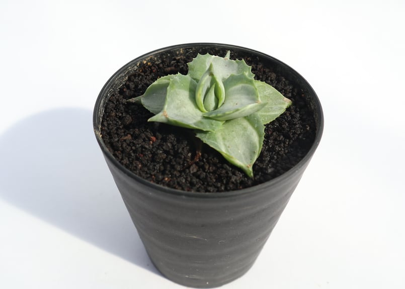 アガベ 王妃雷神 白中斑 | mana's farm:塊根植物・アガベ・ドライ