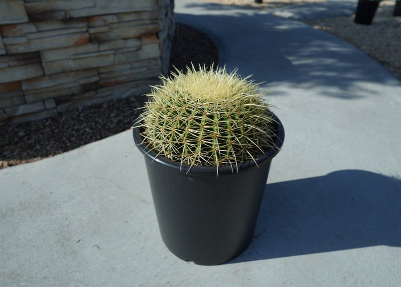 金鯱 Echinocactus grusonii No.1 | mana's farm:塊根植