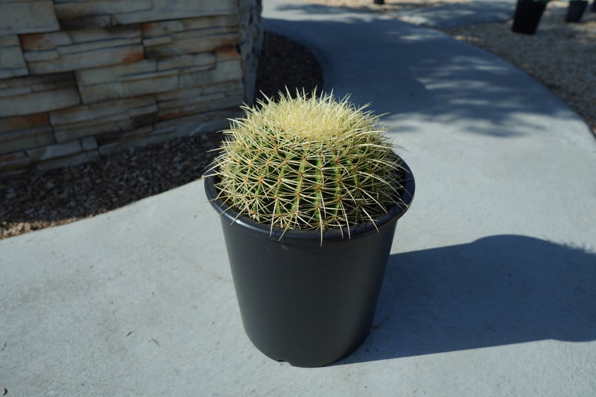 金鯱（Echinocactus grusonii） 金鯱 Echinocactus grusonii No.1 | mana's farm:塊根植