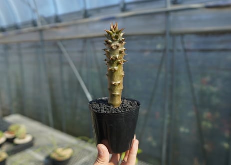 パキポディウム　バロニー　Pachypodium baronii  No.2