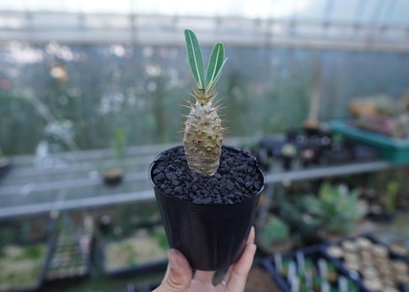 パキポディウム　カクチぺス　Pachypodium cactipes