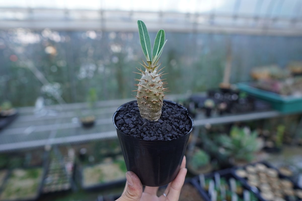 パキポディウム カクチぺス Pachypodium cactipes | mana's far