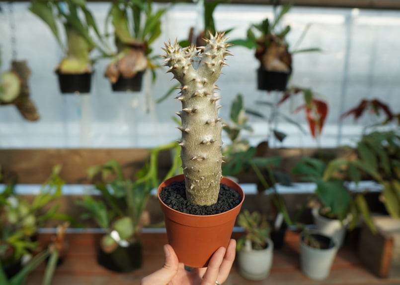 パキポディウム デンシフローラム 塊根植物 観葉植物