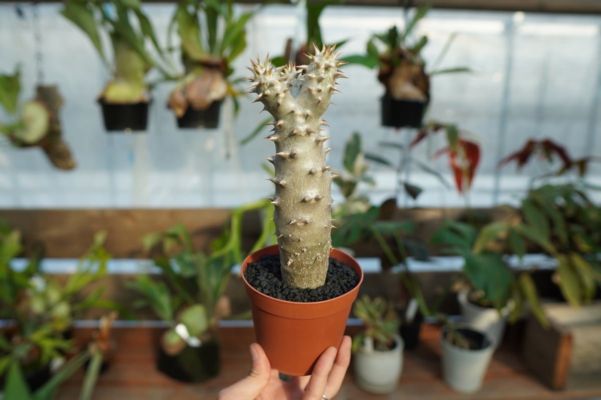 パキポディウム　デンシフローラム　塊根植物 パキポディウム デンシフローラム No.3 | mana's farm:塊根植物