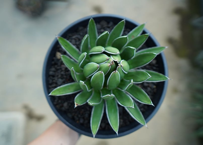 アガベ 雪嶺 fit=scale-down,w=1200