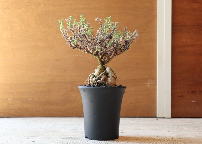 姫紅小松 | mana's farm:塊根植物・アガベ・ドライガーデン植物販売