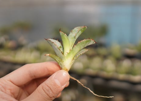 Agave titanota 'black and blue'　カキ子　No.5