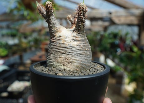 【未発根】パキポディウム　グラキリス　 Pachypodium Gracilius  No.1