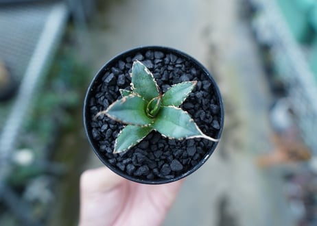 アガベ　チタノタ　FO-76　Agave titanota  FO-76　No.16