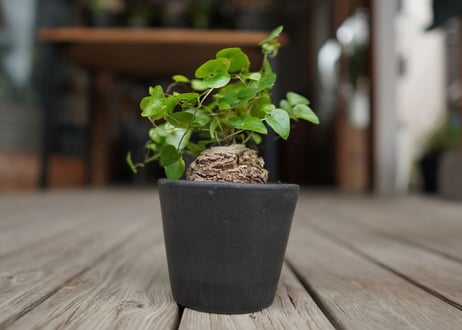 亀甲竜　モンタナ  Dioscorea elephantipes var. montana