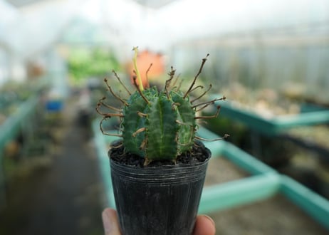 ユーフォルビア　スーパーバリダ　Euphorbia super valida  No.10